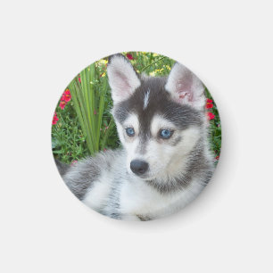 Create Your Own Pet Photo Custom Picture Magnet