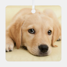 Create Your Own Pet Photo Custom Picture