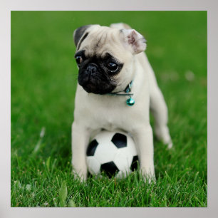 Create Your Own Pet Photo Custom Picture Poster