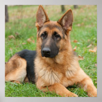 Create Your Own Pet Photo Custom Picture