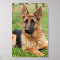 Create Your Own Pet Photo Custom Picture