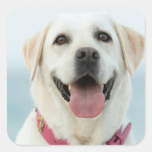 Create Your Own Pet Photo Custom Picture Square Sticker