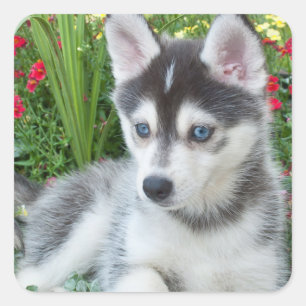 Create Your Own Pet Photo Custom Picture Square Sticker