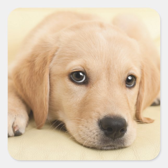 Create Your Own Pet Photo Custom Picture Square Sticker (Front)