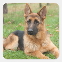 Create Your Own Pet Photo Custom Picture