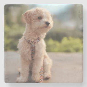 Create Your Own Pet Photo Custom Picture Stone Coaster