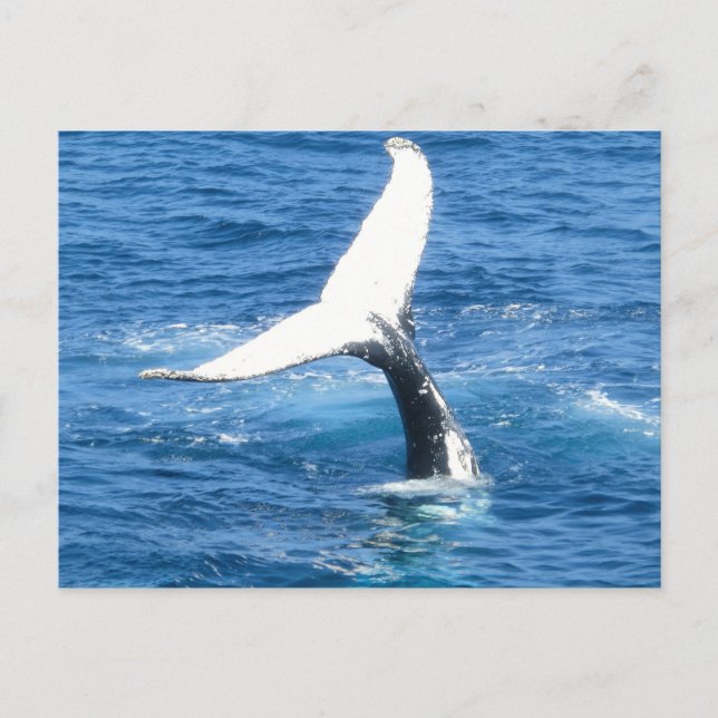 Create Your Own Photo Holiday Post Card (Front)