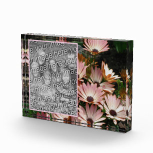 Create Your Own Pink African Daisy Flowers Photo Block