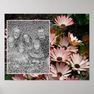Create Your Own Pink African Daisy Flowers Photo Poster