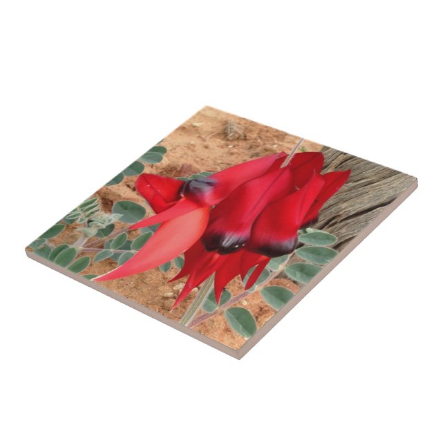 Create your own square tile - Sturt's Desert Pea (Side)