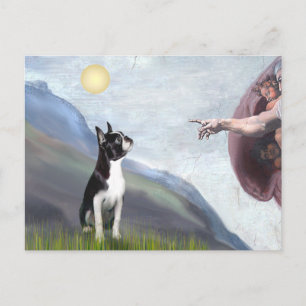 Creation of the Boston Terrier (#3) Postcard