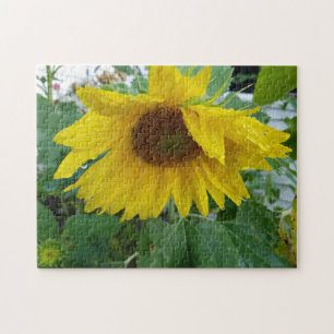 Creative wet sunflower flower photo jigsaw puzzle