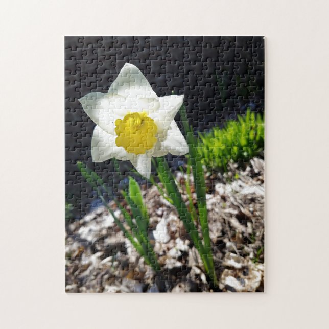 Creative white daffodil garden jigsaw puzzle (Vertical)