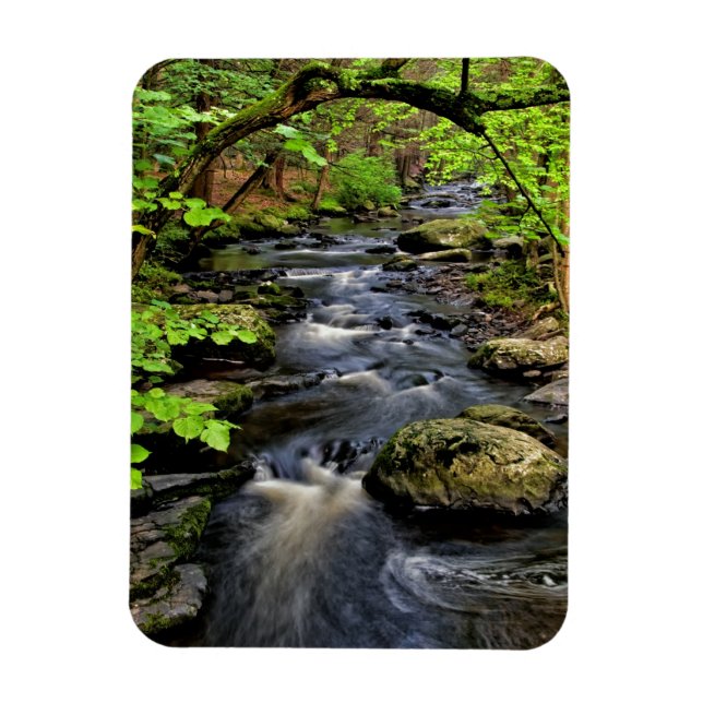 Creek flows through forest magnet (Vertical)