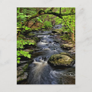 Creek flows through forest postcard