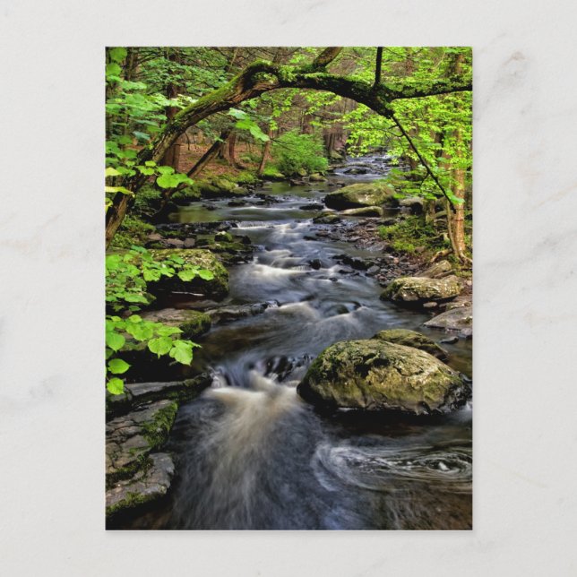 Creek flows through forest postcard (Front)