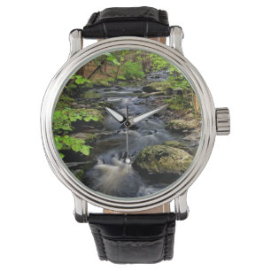 Creek flows through forest watch