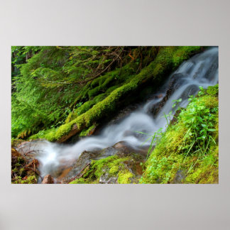 Creek in Mt. Rainier National Park Poster