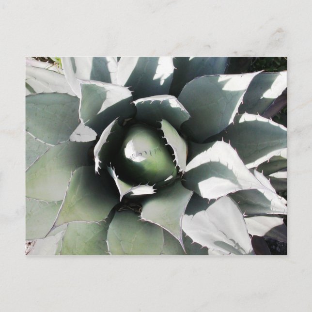 Creel, Copper Canyon, Mexico Postcard (Front)