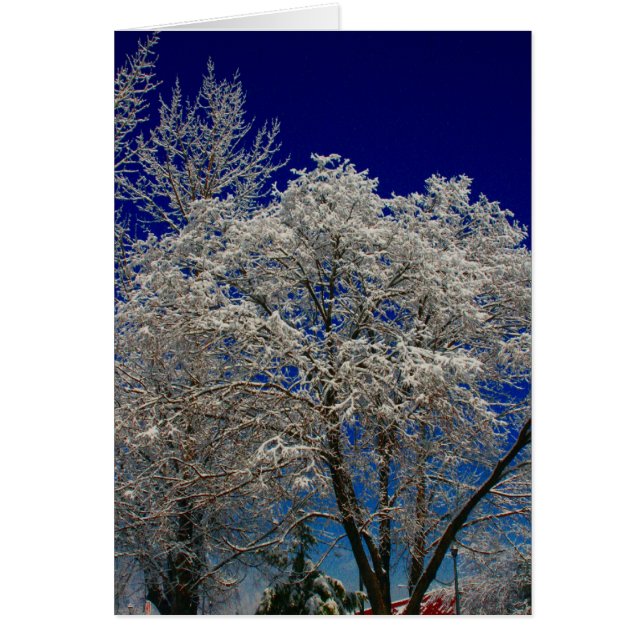 creel snow tree (Front)