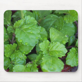 Creeping Charlie Mouse Pad