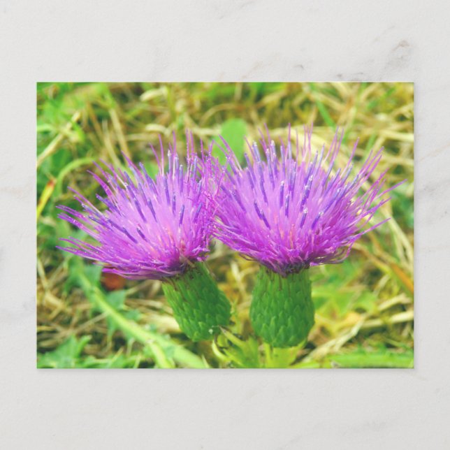 Creeping or Field Thistle Postcard (Front)