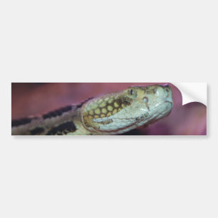 Creepy Snake Bumper Sticker