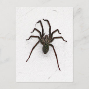 Creepy Spider Postcard