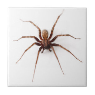 Creepy Spider Tile