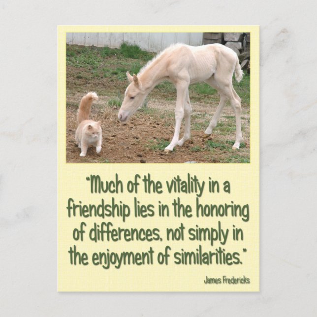 Cremello Companions Friendship Postcard (Front)