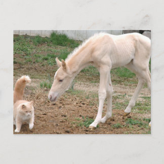 Cremello Companions Postcard