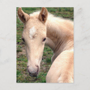 Cremello Walking Horse Postcard