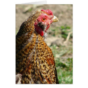 Creole Rooster Face