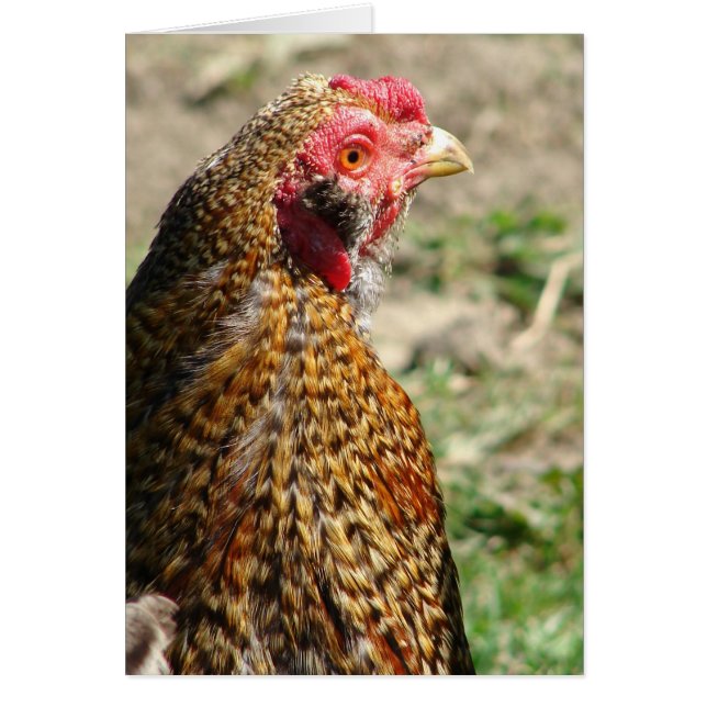 Creole Rooster Face (Front)