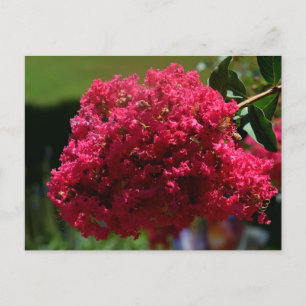 Crepe Myrtle Flower Holiday Postcard