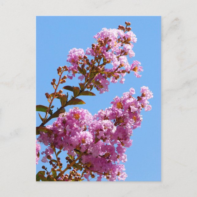 Crepe myrtle flower postcard (Front)