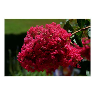 Crepe Myrtle flower Poster