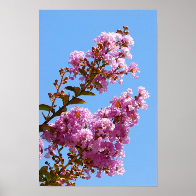 Crepe myrtle flower poster (Front)