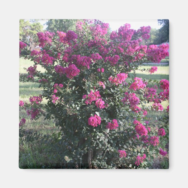 Crepe Myrtle Magnet (Front)