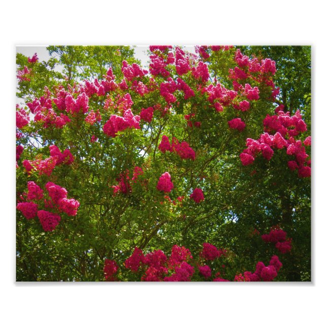 Crepe Myrtle  Photo Print (Front)