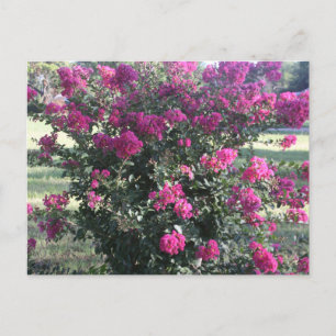 Crepe Myrtle Postcard