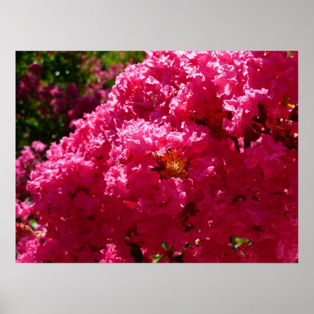 Crepe Myrtle Tree Magenta Floral Poster (Front)
