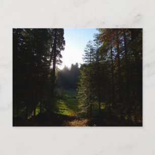 Crescent Meadow Morning at Sequoia National Park Postcard