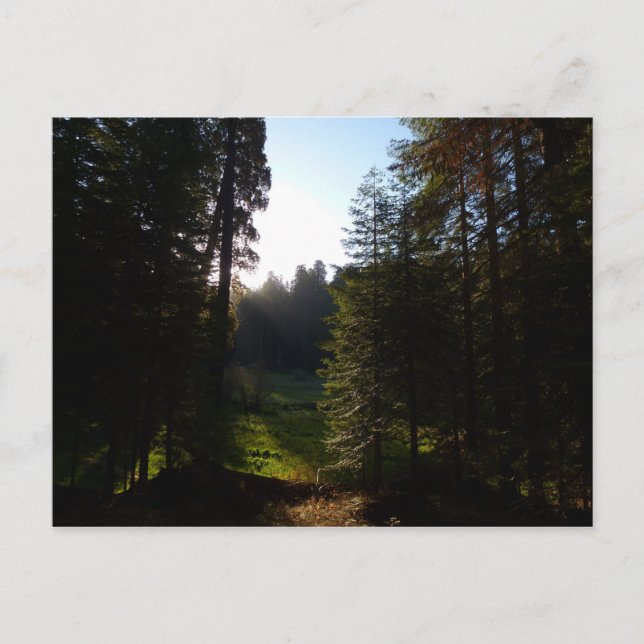 Crescent Meadow Morning at Sequoia National Park Postcard (Front)