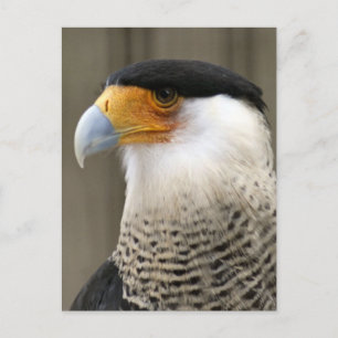 Crested Caracara Bird Photo Postcard