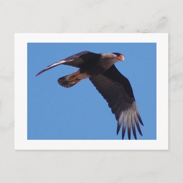 Crested Caracara Postcard (Front)
