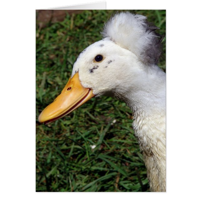 Crested Drake (Front)