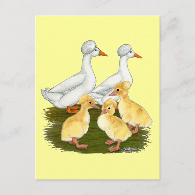 Crested Duck Family Postcard (Front)