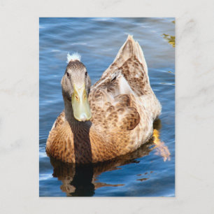 Crested Duck Photo Postcard