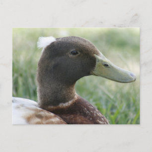 Crested Duck Photo Postcard